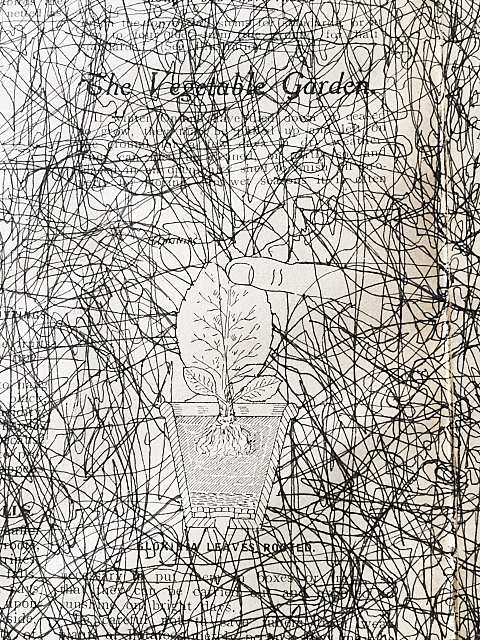 Materia Medica Hispaniola detail